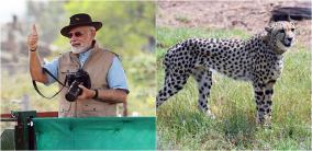 cheetahs-brought-from-namibia-released-by-pm-modi