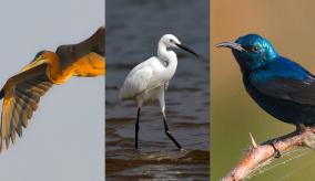 manivuzhudhan-lake-has-become-bird-sanctuary
