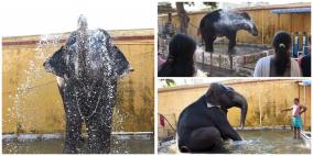 elephant-bath-at-temple-tank-at-coimbatore-photo-story