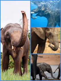 some-information-about-elephants