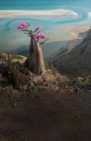 yemen-socotra-dragon-trees