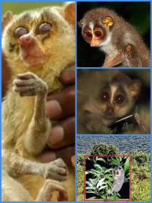 characteristics-and-some-information-about-slender-loris