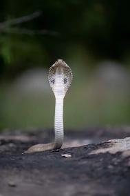 indian-cobra