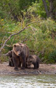 10-interesting-facts-about-bears