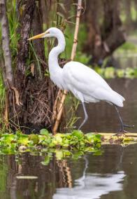 the-biology-of-cranes-a-special-view