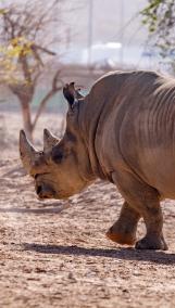 how-many-horns-does-a-rhinoceros-have