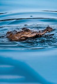 crocodiles-that-eat-stones