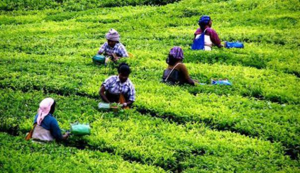 நாங்களும் அகதிகளாக வருவோம் - இடுக்கித் தமிழர்களின் கண்ணீர்க் கதை