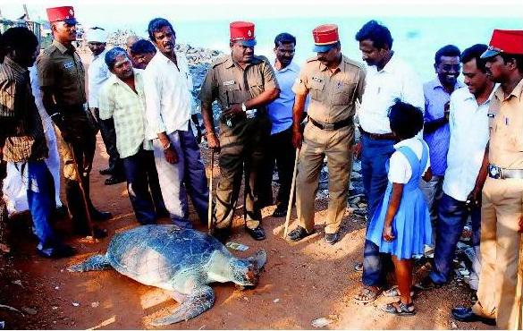 தாயகம் தேடிவரும் ஆமைகள்﻿