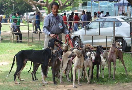 ஏ.சி. வாகனம்.. ஏர்கூலர் காற்று: வியக்கவைத்த வெளிநாட்டு நாய்கள்﻿ - சென்னை கண்காட்சியில் பார்வையாளர்கள் உற்சாகம்