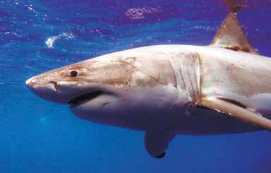 மாயப்பெட்டி: முதல் மிமிக்ரி கலைஞர்