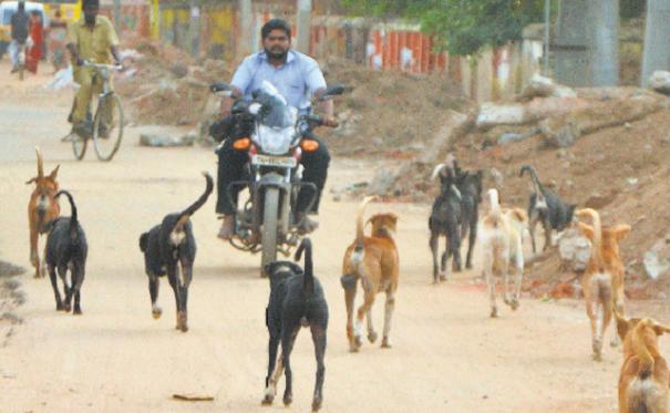 நாய்க்கடியால் ஆண்டுக்கு 24 லட்சம் பேர் பாதிப்பு: தமிழகத்தில் நடக்கும்  ரேபிஸ் உயிரிழப்புகள் | நாய்க்கடியால் ஆண்டுக்கு 24 லட்சம் பேர் ...