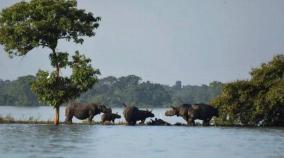 kaziranga-national-park