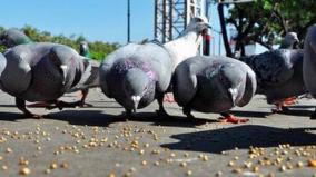 pigeons-die-after-consuming-poison-laced-grains