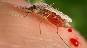 mosquito-borne-diseases