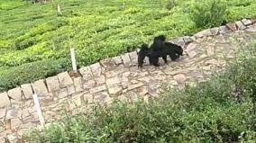 a-bear-with-two-cubs-in-a-tea-estate-near-kotagiri
