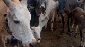 theni-cows