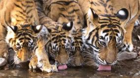 india-s-tiger-population-doubles-over-12-years-is-it-good-news