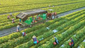 organic-farming