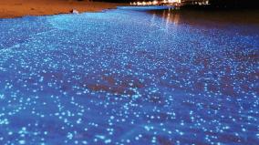 what-causes-sudden-sea-fluorescence