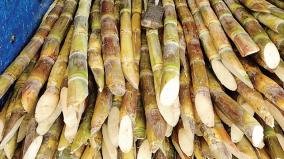 sugarcane-subsidy