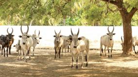 tamil-nadu-law-to-destroy-local-livestock