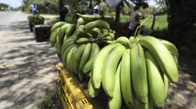 climate-change-can-reduce-banana-yield-in-india-says-study