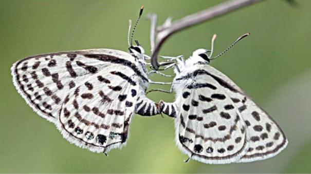 (Indian Pierrot - Tarucus Indica