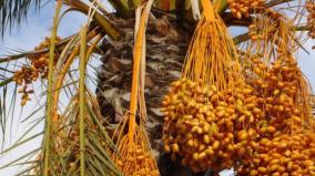 dates-cultivation-horticulture-department-gives-subsidy