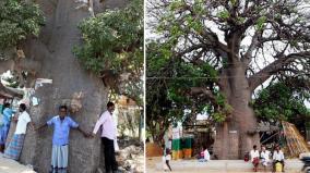 rameswaram-plea-to-secure-700-years-old-tree
