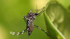 dengue-fever-issue
