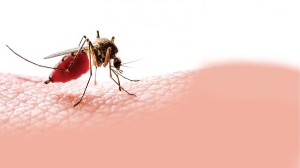 டெங்கு காய்ச்சல்: தற்காத்துக்கொள்ள சில வழிமுறைகள்! | how to prevent dengue  fever - hindutamil.in