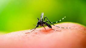 dengue-causes-prevention-symptoms