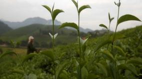 green-tea-can-terminate-antibiotic-resistant-bacteria-research