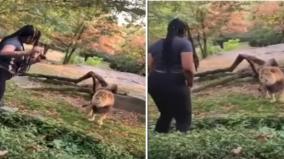 woman-taunt-lion-and-dance-inside-enclosure