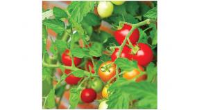 a-mobile-machine-to-prevent-wasting-of-tomatoes