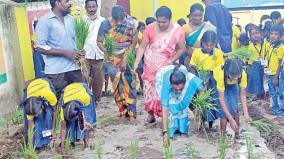 samba-cultivation-planting-work