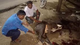 government-veterinary-doctors-help-an-ox-caught-in-accident