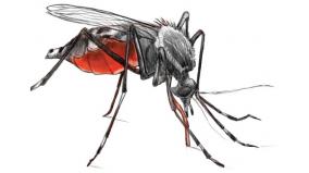 dengue-precautions