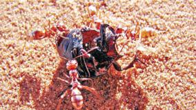 worlds-fastest-ant-found-in-sahara