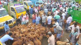 diwali-festival-goats-sold-for-9-cr-in-senji