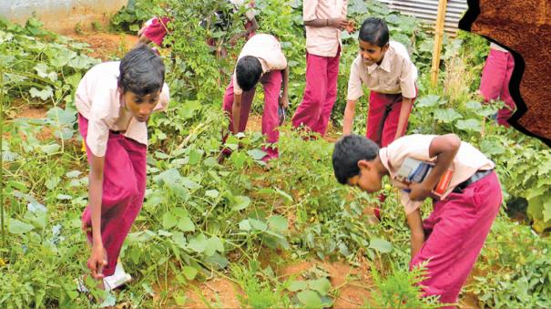 அரசுப் பள்ளியில் நஞ்சில்லா காய்கறித் தோட்டம்!- சத்துணவில் பயன்படுத்தி அசத்தும் மாணவர்கள்