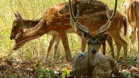 497-deer-deaths-in-chennai-in-5-years-shock-report-submitted-forest-dept-at-high-court