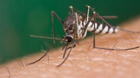 mlo-mosquito-oil-purchased-to-kill-armigeres-mosquitoes