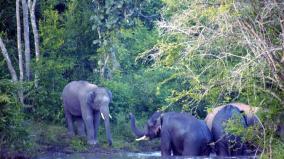 elephants-herd-in-krishnagiri