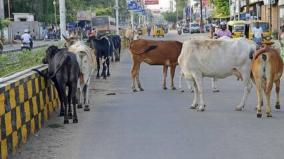 stray-cattles-seized-nellai-corporation-takes-action