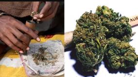 3-300-per-cent-spiked-in-ganja-users-pan-india