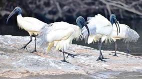 black-headed-ibis-bird-profiling