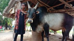 meet-madurai-s-young-lady-kanimozhi-she-trains-her-bull-for-this-jallikattu