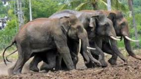 the-elephant-who-tried-to-attack-the-veterinarian-crossed-over-and-killed-pagan